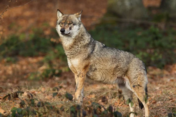 Lobo en el bosque profundo —  Fotos de Stock