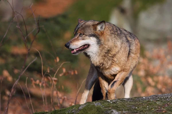 Lobo en el bosque profundo —  Fotos de Stock