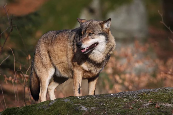 깊은 숲에는 늑대 — 스톡 사진