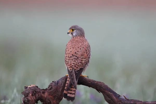 Turmfalke - Jagdzeiten — Stockfoto