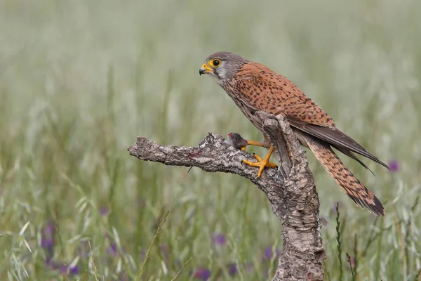 Kestrel - Время охоты — стоковое фото