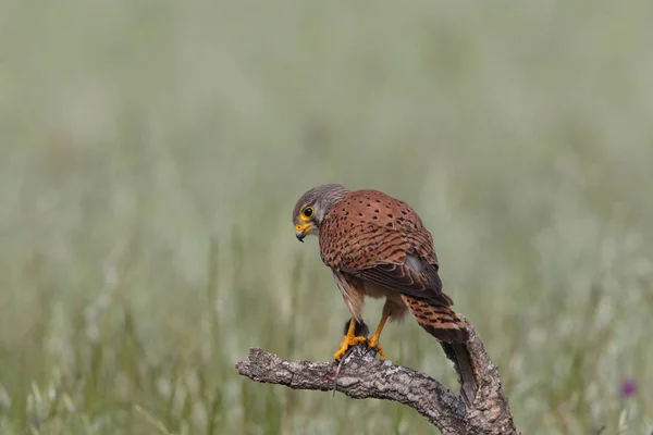 Torenvalk - jacht keer — Stockfoto