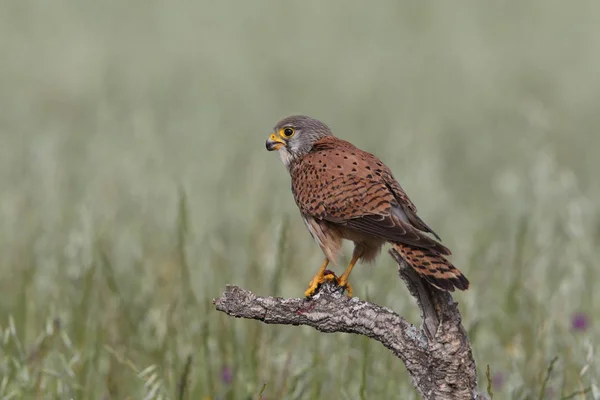 Kestrel - Время охоты — стоковое фото