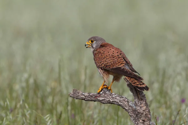 Torenvalk - jacht keer — Stockfoto