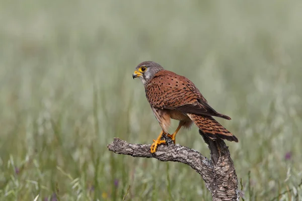 Torenvalk - jacht keer — Stockfoto