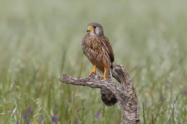 Kestrel - Время охоты — стоковое фото