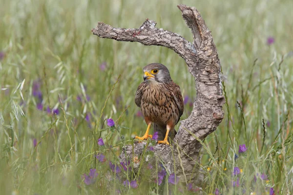 Kestrel - Время охоты — стоковое фото