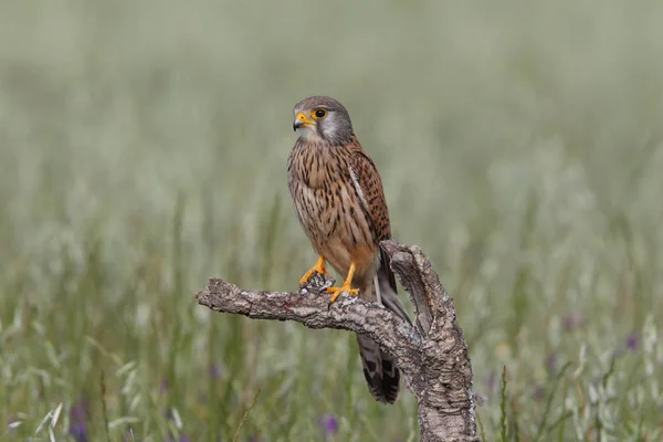 Gheppio - Orari di caccia — Foto Stock