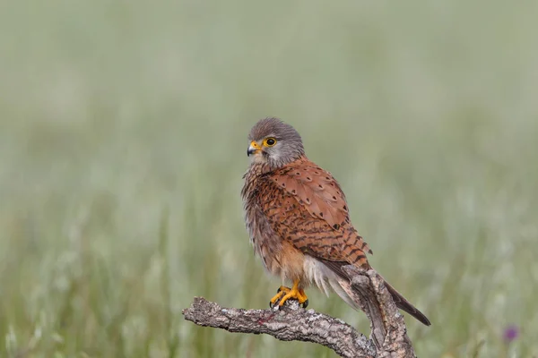 Kestrel - Tempos de caça — Fotografia de Stock