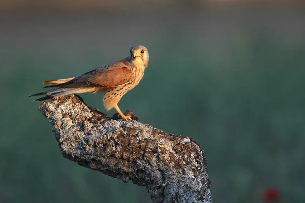 Torenvalk - jacht keer — Stockfoto