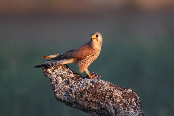 Torenvalk - jacht keer — Stockfoto