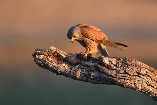 Kestrel - Время охоты — стоковое фото