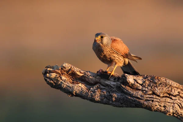 Kestrel - Temps de chasse — Photo