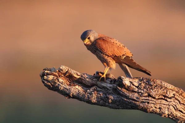 Turmfalke - Jagdzeiten — Stockfoto