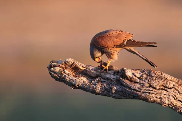 Kestrel - Hunting times — Stock Photo, Image