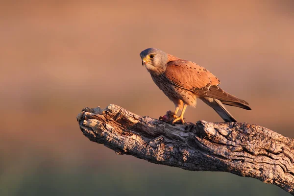 Kestrel - Время охоты — стоковое фото