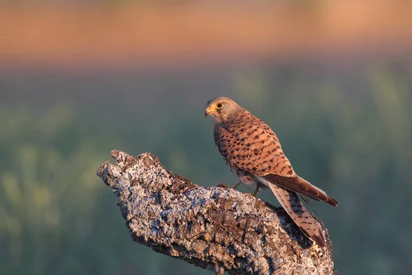 Turmfalke - Jagdzeiten — Stockfoto