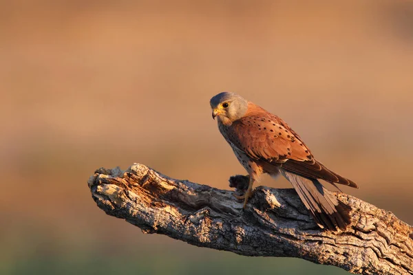 Kestrel - Tiempos de caza — Foto de Stock