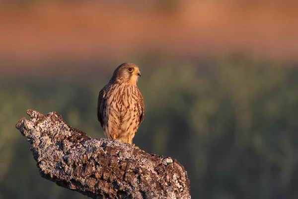 Gheppio - Orari di caccia — Foto Stock