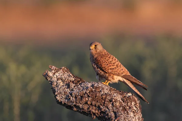 Kestrel - Temps de chasse — Photo