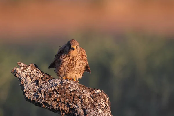 Kestrel - Temps de chasse — Photo