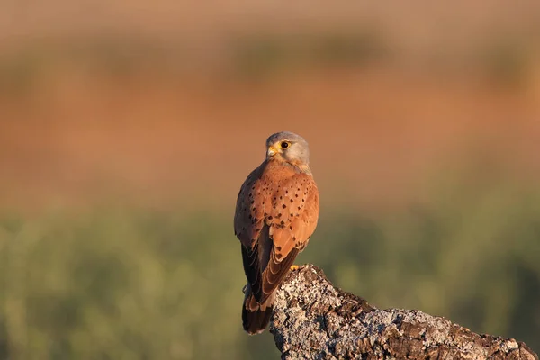 Kestrel - Tempos de caça — Fotografia de Stock