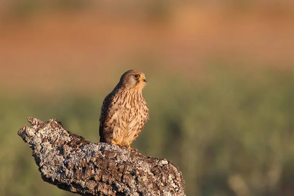 Gheppio - Orari di caccia — Foto Stock