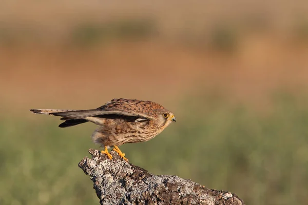 Kestrel - Hunting times — Stock Photo, Image