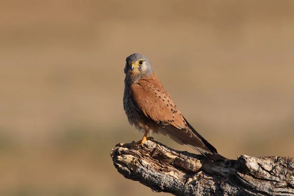 Kestrel - Время охоты — стоковое фото