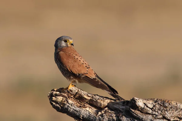 Turmfalke - Jagdzeiten — Stockfoto