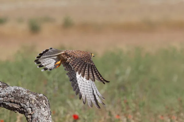 Torenvalk - jacht keer — Stockfoto