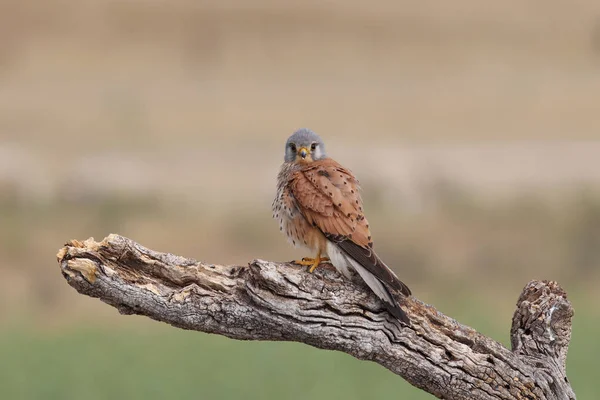 Kestrel - Время охоты — стоковое фото