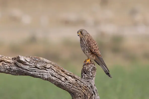 Kestrel - Время охоты — стоковое фото