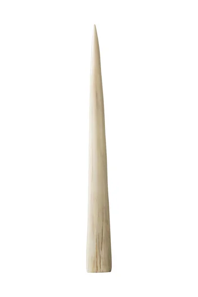 Ελεφαντόδοντο μπρόσμιου σε λευκό φόντο — Φωτογραφία Αρχείου