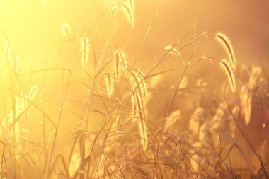 Çimen çiçek güneş ışığında günbatımı arka plan, vintage filtre görüntü