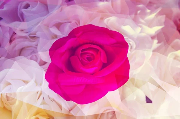 Růže květ pozadí pro den svatého Valentýna, Starý filtr obrázek — Stock fotografie