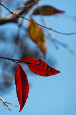 Tayland tropikal orman