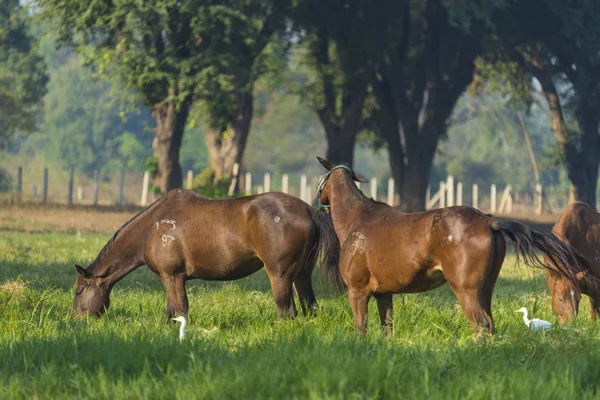 Gruppe von drei jungen Pferden auf der Weide — Stockfoto