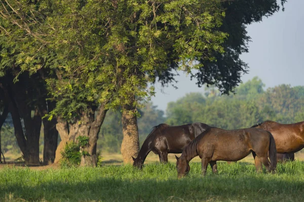 목초지에 세 젊은 말의 그룹 — 스톡 사진
