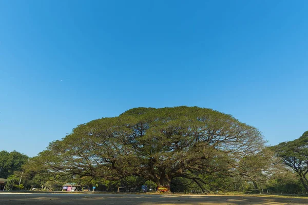 Zweig des großen Baumes — Stockfoto