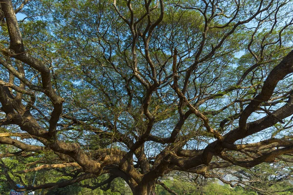 Ramo di grande albero — Foto Stock