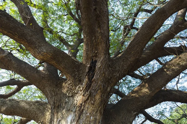 Rama de árbol grande — Foto de Stock