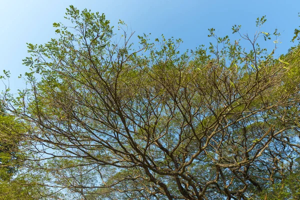 Ramo di grande albero — Foto Stock