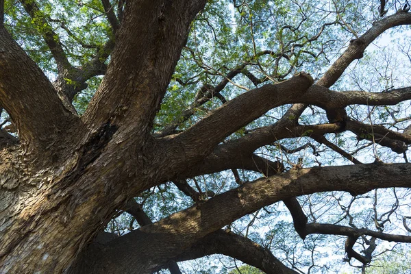 Ramo de árvore grande — Fotografia de Stock