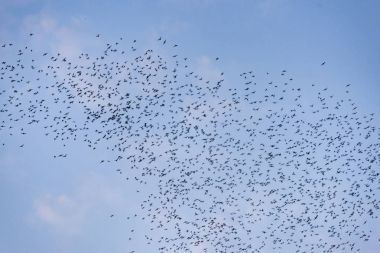Bir sürü yem için akşam mağaradan uçan yarasalar