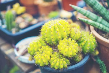 Seçici odak yakın çekim top-görüş kaktüs kümede vurdu. iyi bilinen tür kaktüs endemik Orta-Doğu Meksika yaygın olarak bir süs bitkisi olarak yetiştirilen.