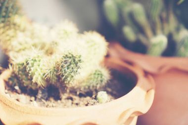 Seçici odak yakın çekim top-görüş kaktüs kümede vurdu. iyi bilinen tür kaktüs endemik Orta-Doğu Meksika yaygın olarak bir süs bitkisi olarak yetiştirilen.