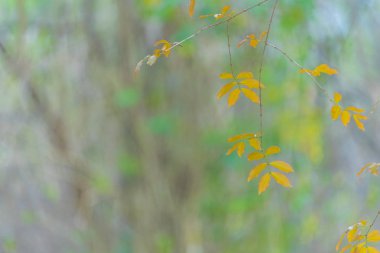 Tayland, Asya'nın doğal sahne tropik ağaç üzerinde renkli çiçek