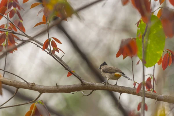 Bird Tropical Forest Thailand — Stock Photo, Image