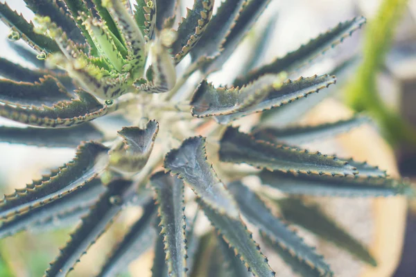 Selective Focus Close Top View Shot Cactus Cluster Well Known — Stock Photo, Image